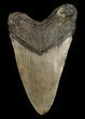 Inch Megalodon Tooth - Carolinas #5001-2